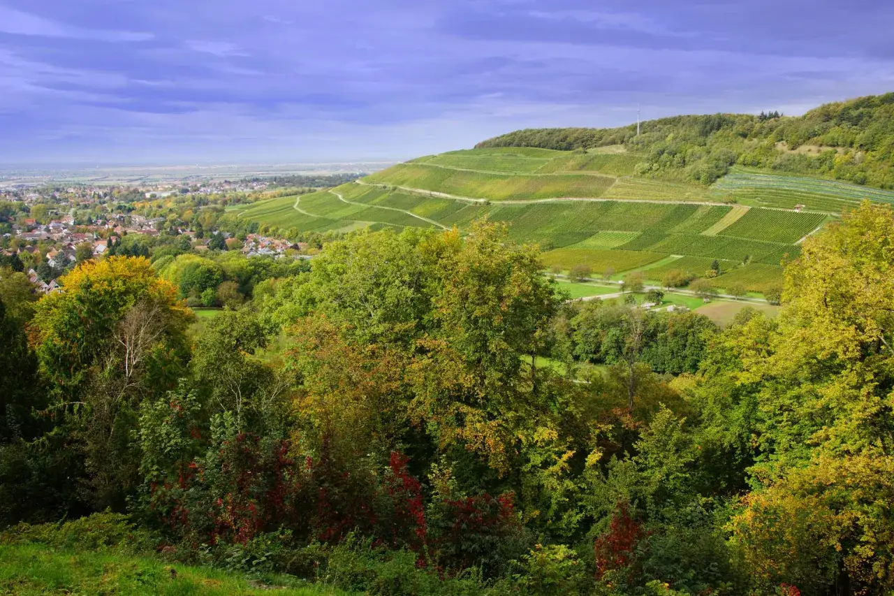 Herbstliche Weinberge, die sich den Hügel hinaufziehen, mit einem Dorf im Tal. Ein idealer Ort für einen guten Gutedel Wein.