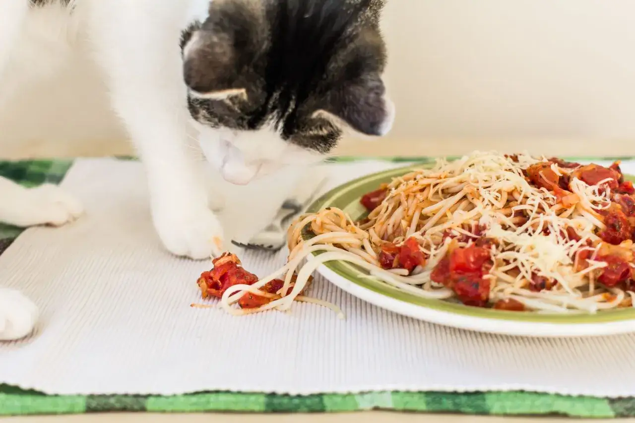 Ciekawski kot bada talerz spaghetti, zastanawiając się, czy koty mogą jeść makaron.