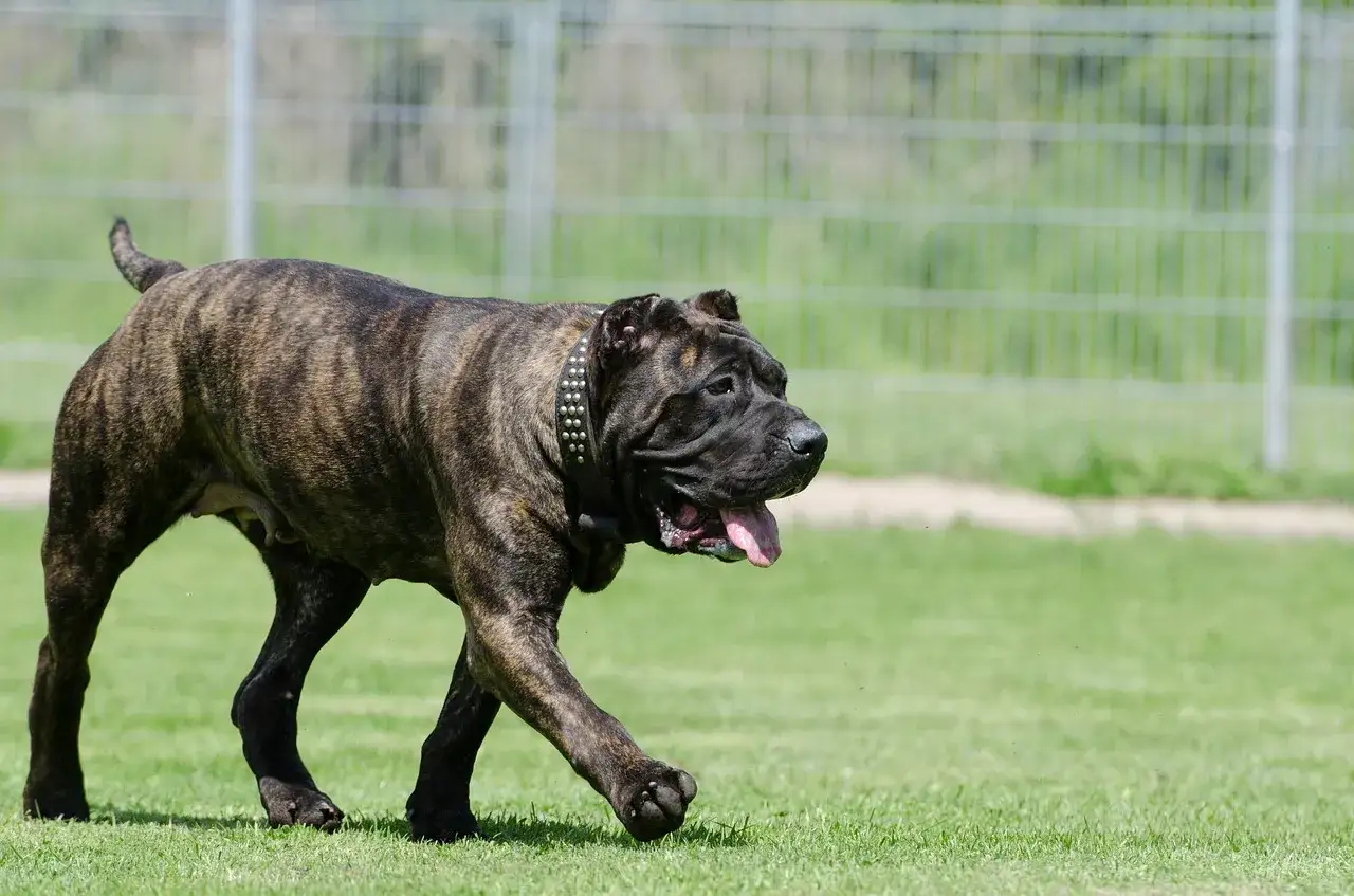 Ein kr&auml;ftiger Presa Canario, schwarz gestreift, mit Nietenkragen, genie&szlig;t einen Spaziergang auf der gr&uuml;nen Wiese.