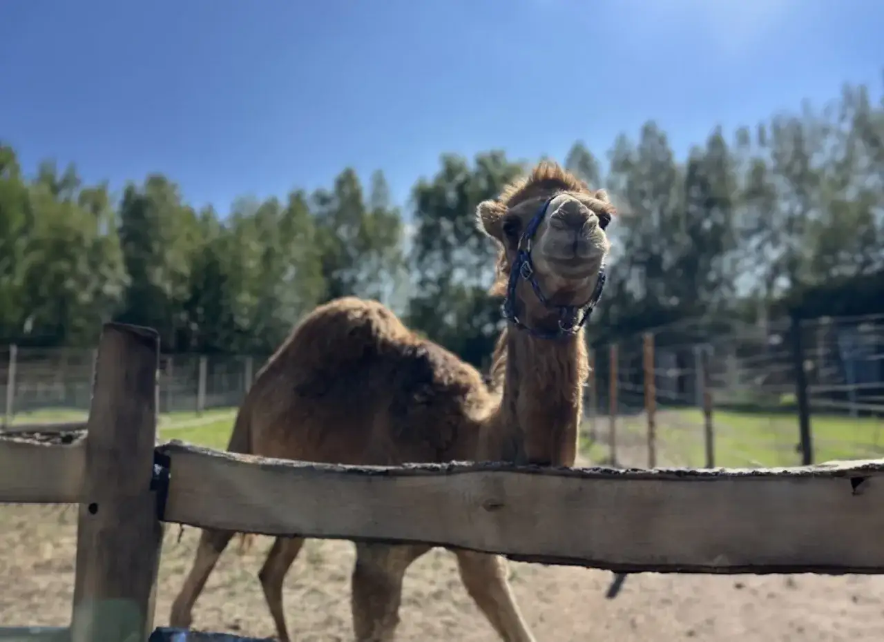 Wesoły wielbłąd w zoo kujawsko pomorskim pozdrawia zza drewnianego płotka.