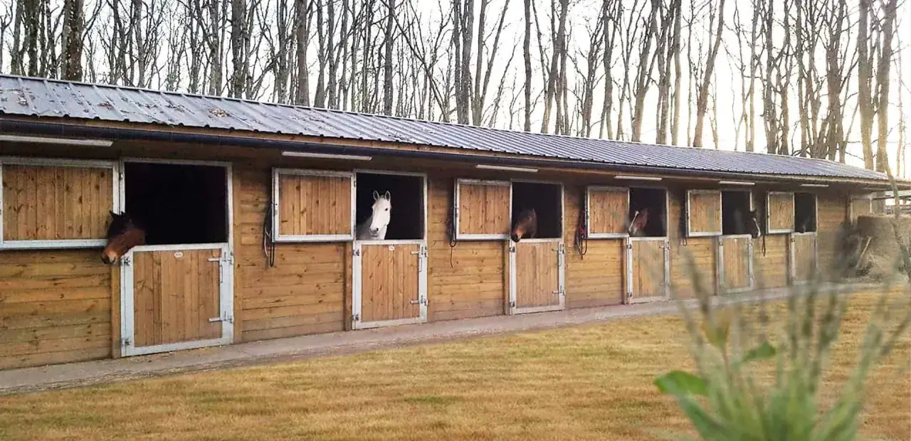 Chevaux dans des boxes en bois, un décor qui pourrait faire penser à une pension de chevaux à éviter.