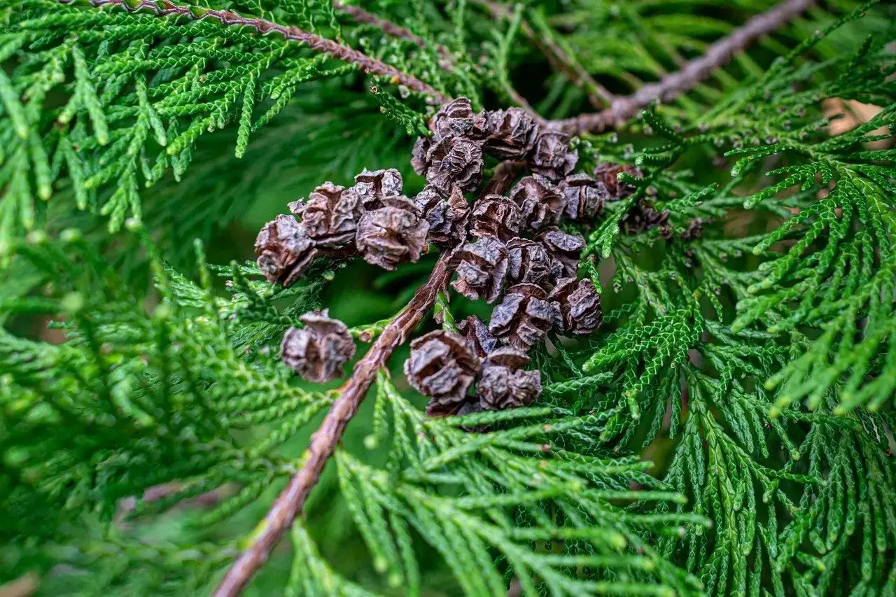 Gałązka tui z szyszkami. Widać brązowienie tui, które objawia się suchymi, ciemnymi stożkami.
