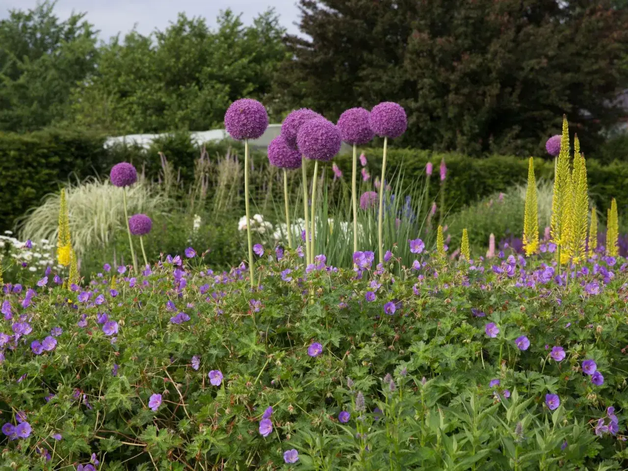 Ein Garten voller lila Zierlauch-Pflanzen und zarter Geranienbl&uuml;ten. Im Hintergrund ragen gelbe K&ouml;nigskerzen empor.
