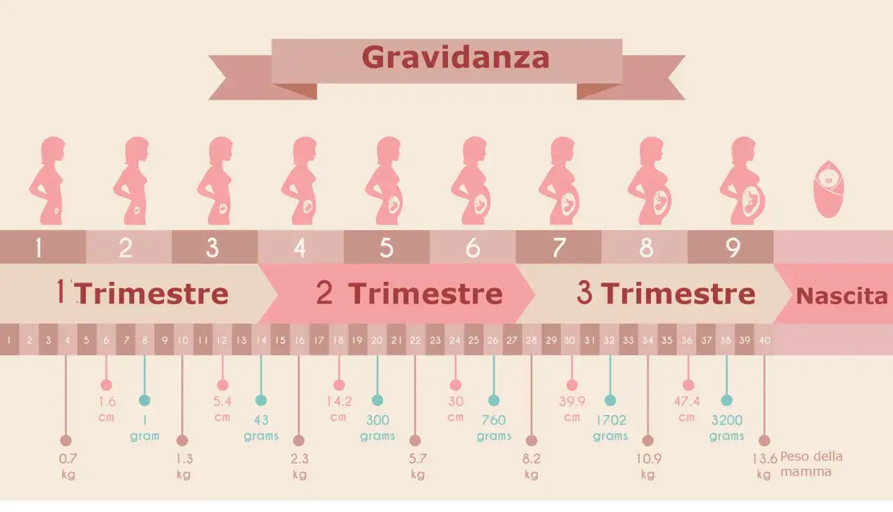 Grafico della gravidanza: 13 settimane quanti mesi sono? Mostra le tappe dello sviluppo fetale settimana per settimana, con misure e peso.