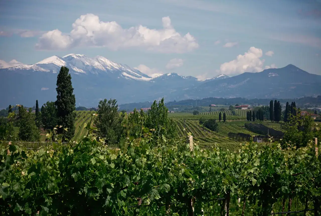 Zielone winnice w Toskanii, z ośnieżonymi g&oacute;rami w tle. Idealne miejsce na degustację wina Custoza.