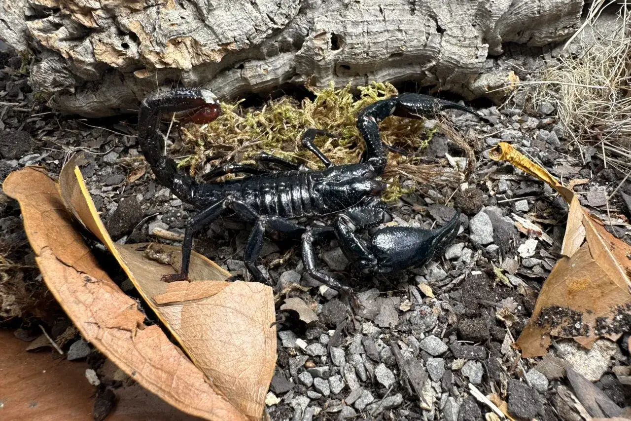 Czarny skorpion, z charakterystycznym ogonem i szczypcami, porusza się po kamienistym podłożu. Czy skorpion to pajęczak? Tak, należy do tej grupy stawonogów.