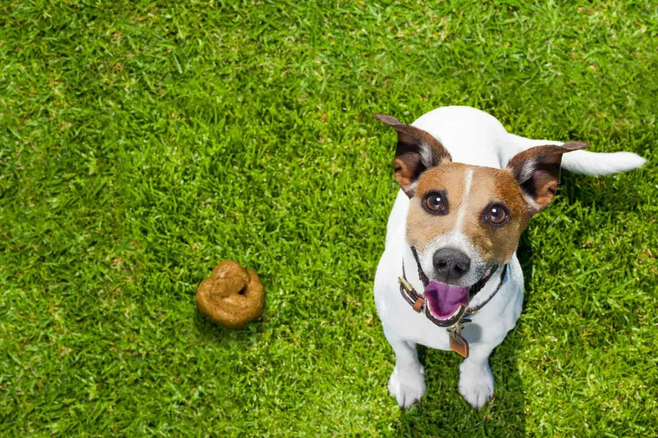 Ein Hund sitzt auf grünem Gras neben einem Haufen Hundekot. Er schaut neugierig in die Kamera.