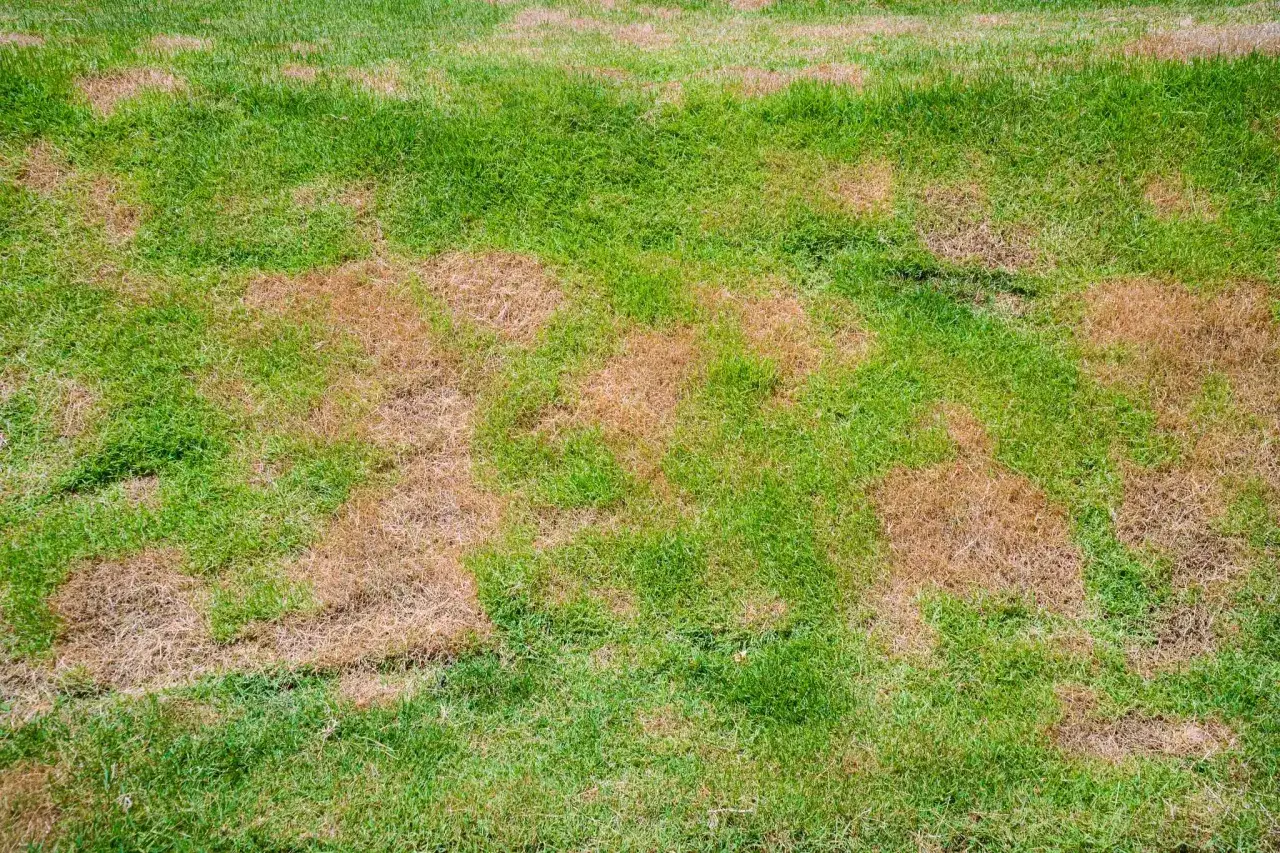 Braune, trockene Stellen durchziehen den gr&uuml;nen Rasen, als ob die Sonne unregelm&auml;&szlig;ig ihre Kraft entfaltet h&auml;tte und schwarze Flecken im Rasen hinterl&auml;sst.