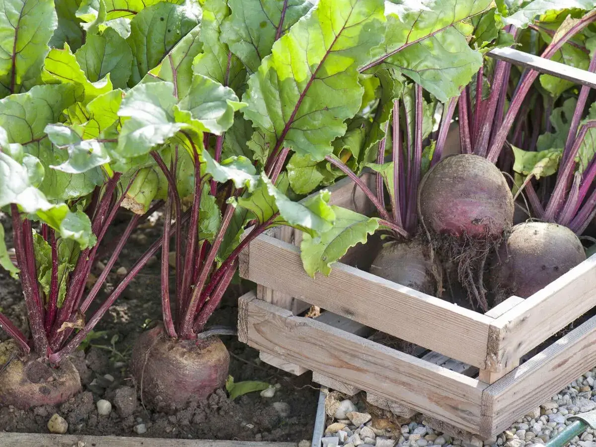 Frisch geerntete rote Bete mit gr&uuml;nen Bl&auml;ttern wachsen im Beet und liegen in einer Holzkiste.
