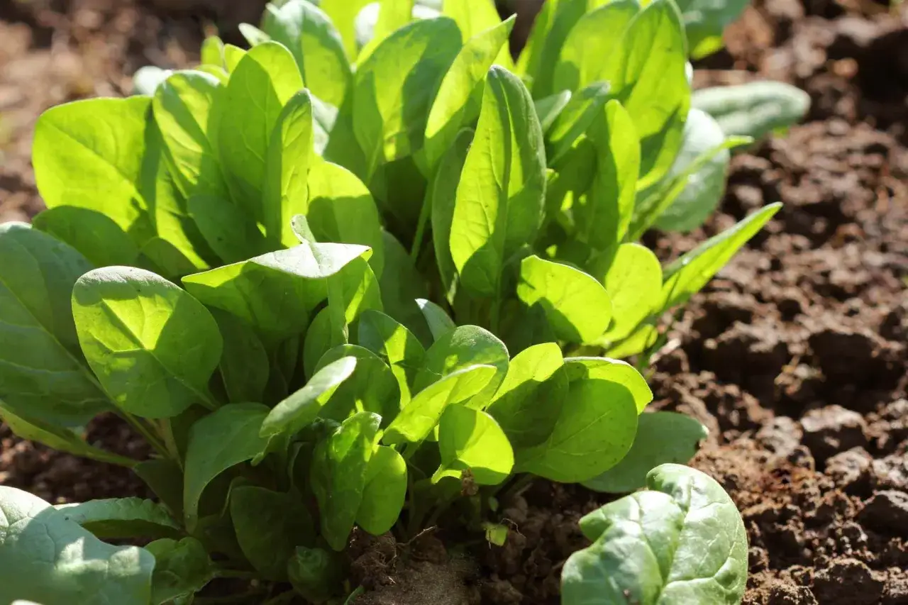 Young spinach plants sprout from dark soil, showcasing the success of how to grow spinach from seed.