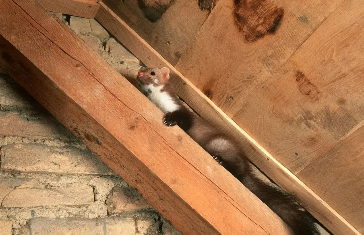 Kuna na poddaszu, wślizguje się między drewniane belki.