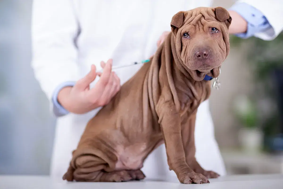 Weterynarz podaje szczepionkę na kleszcze dla psa rasy Shar Pei. Piesek dzielnie znosi zastrzyk.