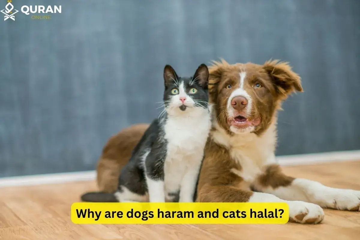 En svartvit katt sitter bredvid en brun hund. Texten fr&aring;gar varf&ouml;r hundar &auml;r haram och katter halal inom islam.