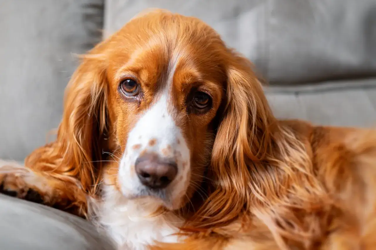 Un cocker spaniel roux au regard doux, peut-&ecirc;tre affect&eacute; par une atrophie r&eacute;tinienne progressive, repose sur un canap&eacute; gris.