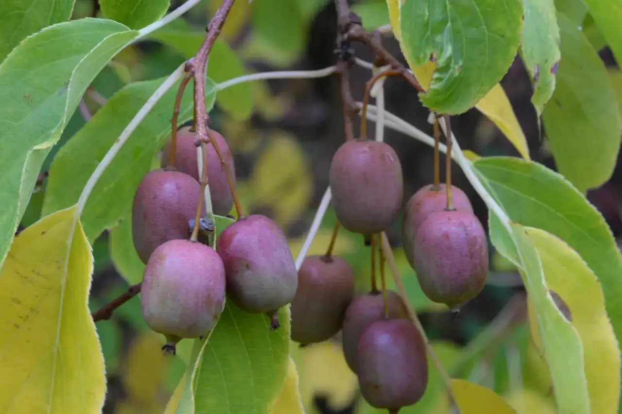 En klase mogna, lila kiwifrukter hänger från en gren, ett bevis på att det går att odla kiwi i Sverige.