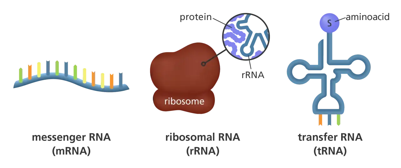 El ARN mensajero, ribosomal y de transferencia son clave en la s&iacute;ntesis de prote&iacute;nas.