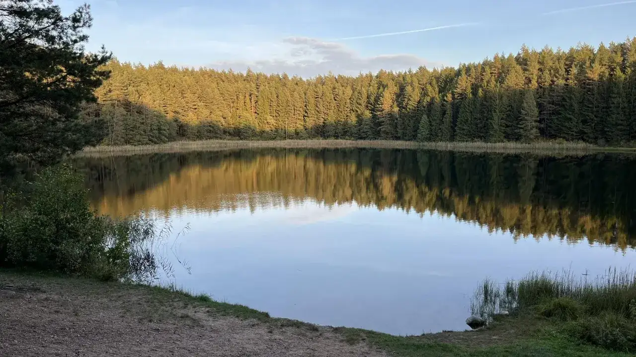 Spokojne jezioro w Wigierskim Parku Narodowym odbija gęsty las sosen.