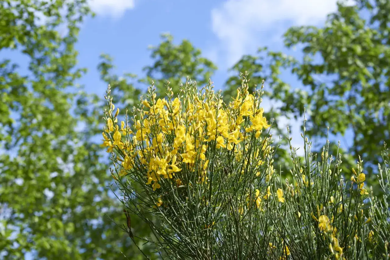 Un buisson de genêts en fleurs, avec ses petites fleurs jaunes éclatantes, se dresse fièrement sous un ciel bleu.