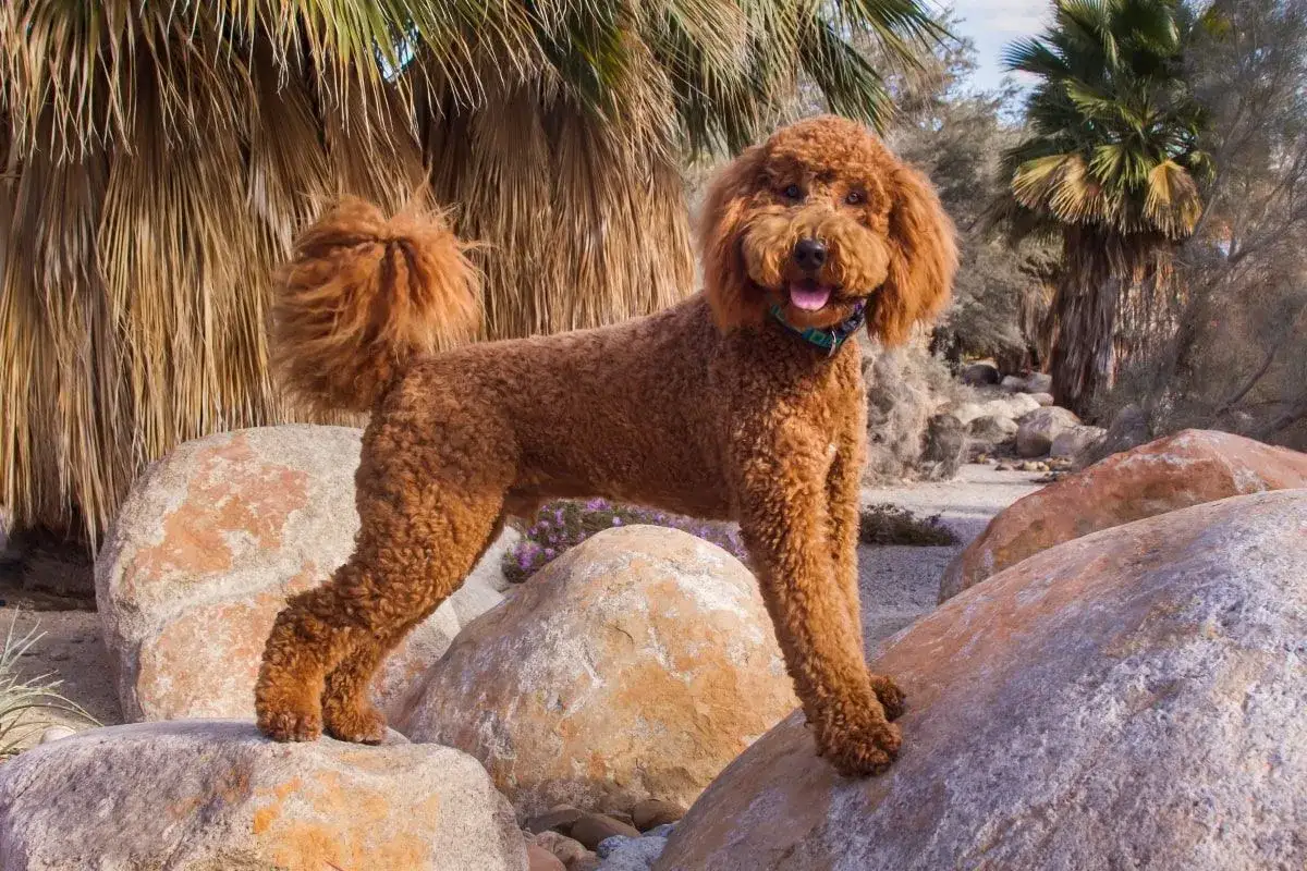 Rudy pies, mieszanka pudla z labradorem, stoi na kamieniach wśr&oacute;d palm.