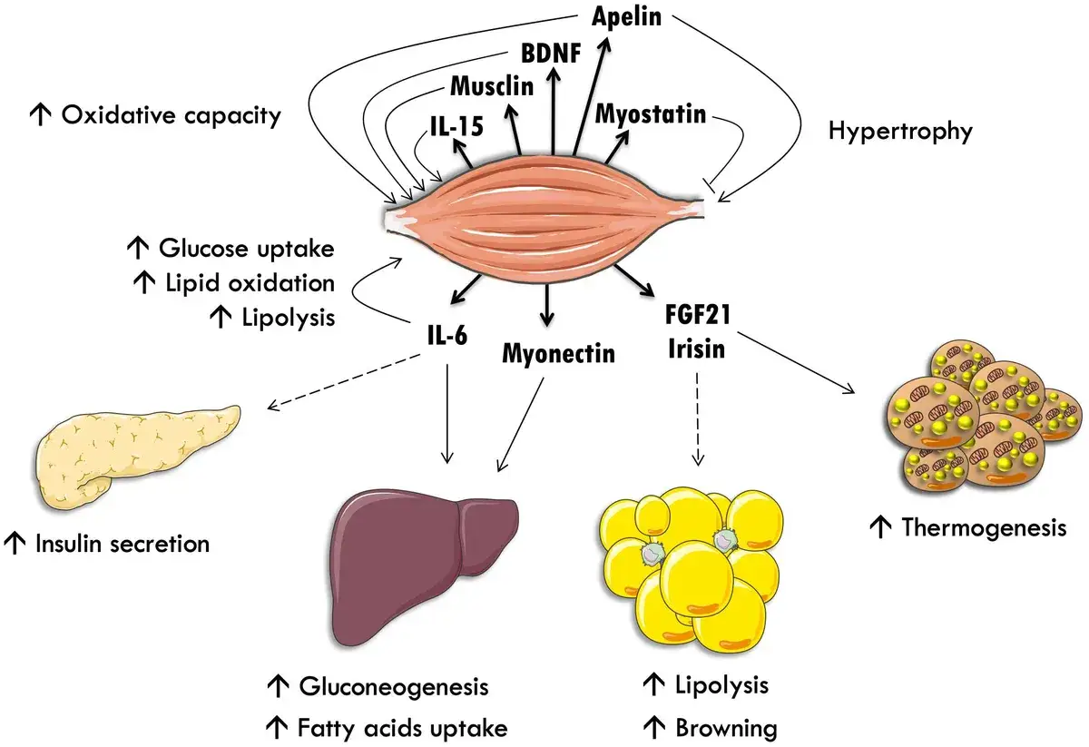 Muskeln setzen Myokine frei, die den Stoffwechsel beeinflussen. Dieses Diagramm zeigt, wie sie Bauchfett und andere Organe regulieren.