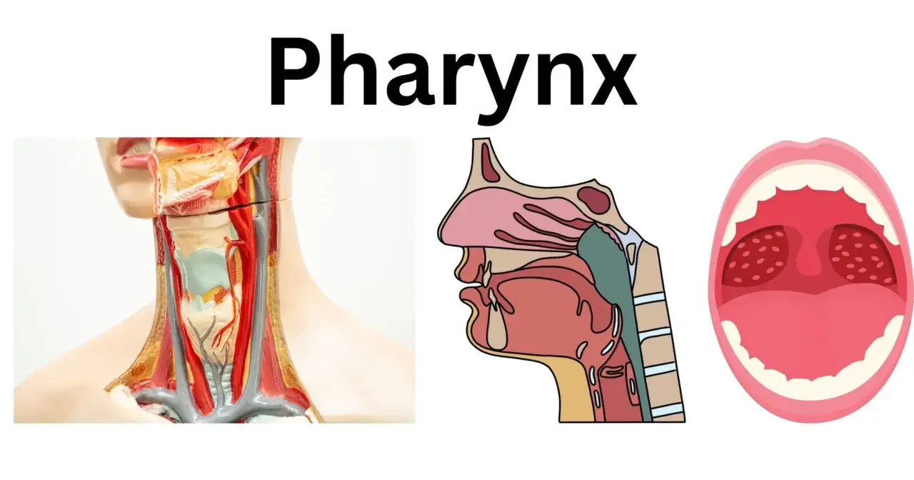 Anatomical model i rysunek przekroju pokazują ludzkie gardło, jego struktury i drogi oddechowe.
