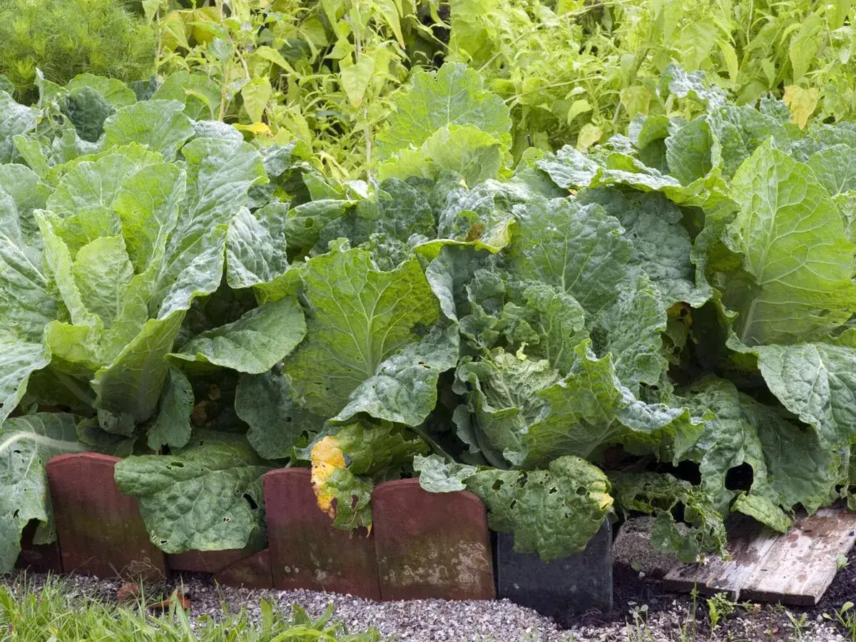 Frisch gewachsene Chinakohl Pflanzen im Garten. Die gro&szlig;en, gr&uuml;nen Bl&auml;tter sind &uuml;ppig und zeigen erste Anzeichen von Fra&szlig;sch&auml;den.