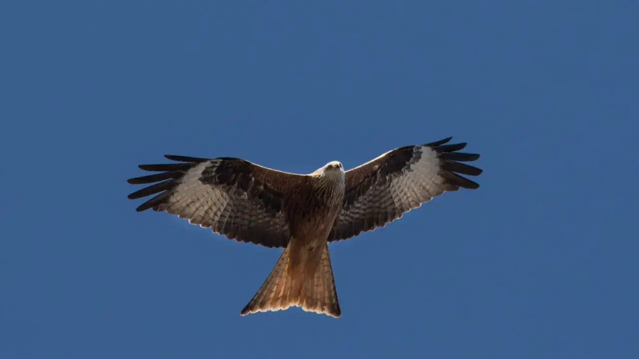 En röd glada, en majestätisk rovfågel i Sverige, svävar med utbredda vingar mot en klarblå himmel.