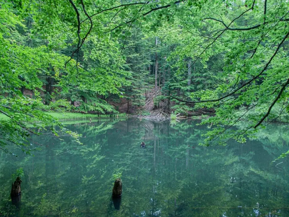 Spokojne jeziorka duszatyńskie otoczone bujną zielenią lasu. Woda odbija drzewa, tworząc magiczny, zielony świat.