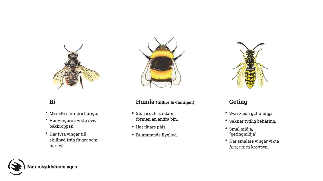 Illustrationer visar tre olika typer av humlor, bin och getingar. L&auml;r dig k&auml;nna igen dem!