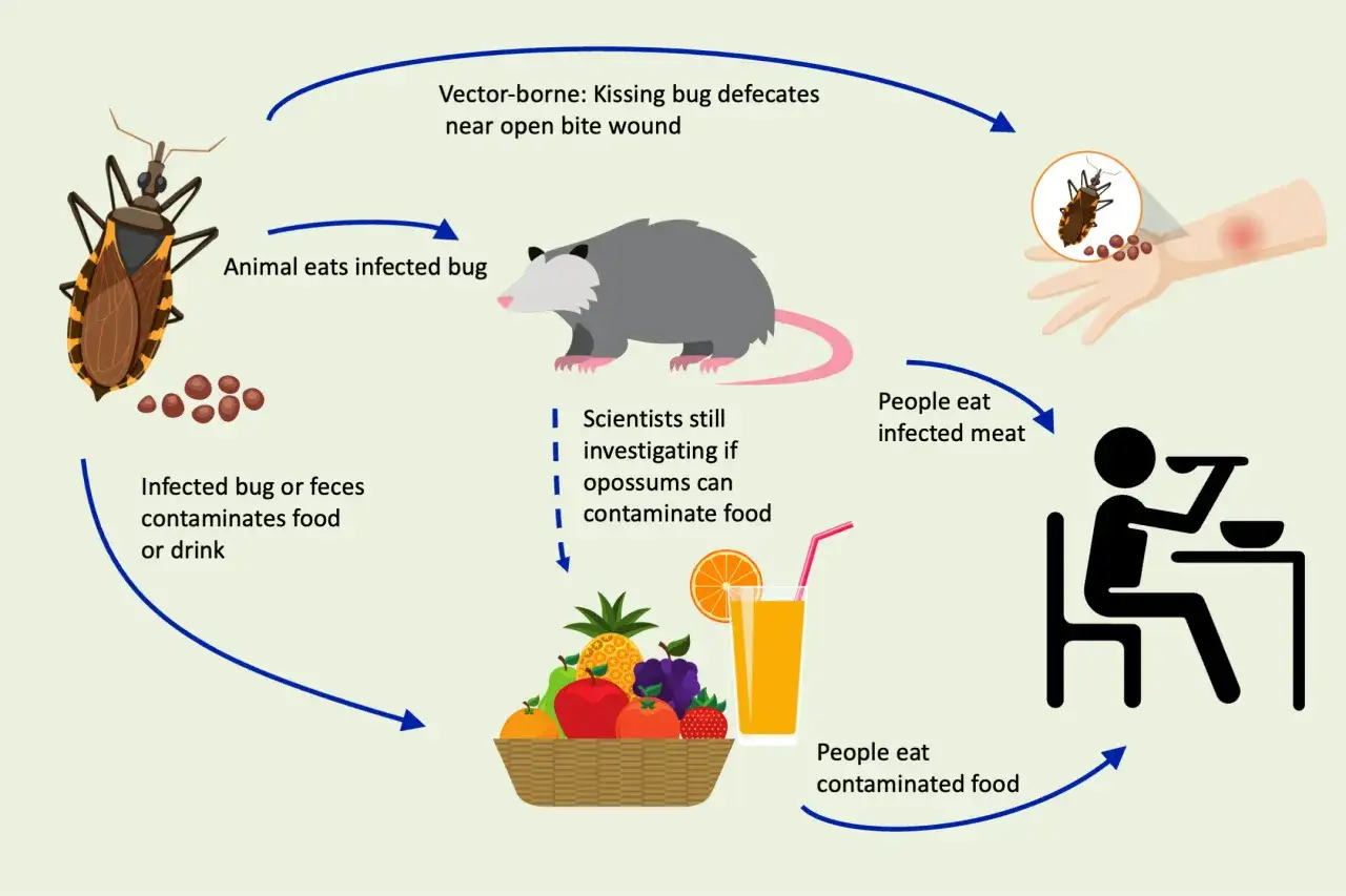 Diagram visar hur chagas sprids: smittade insekter, djur och mat kan leda till infektion.