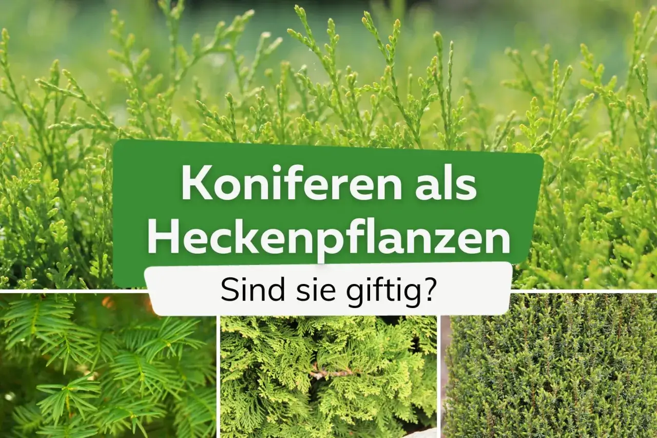 Grüne Koniferen als Heckenpflanzen. Die Frage, welche Thuja ist nicht giftig, wird hier thematisiert.