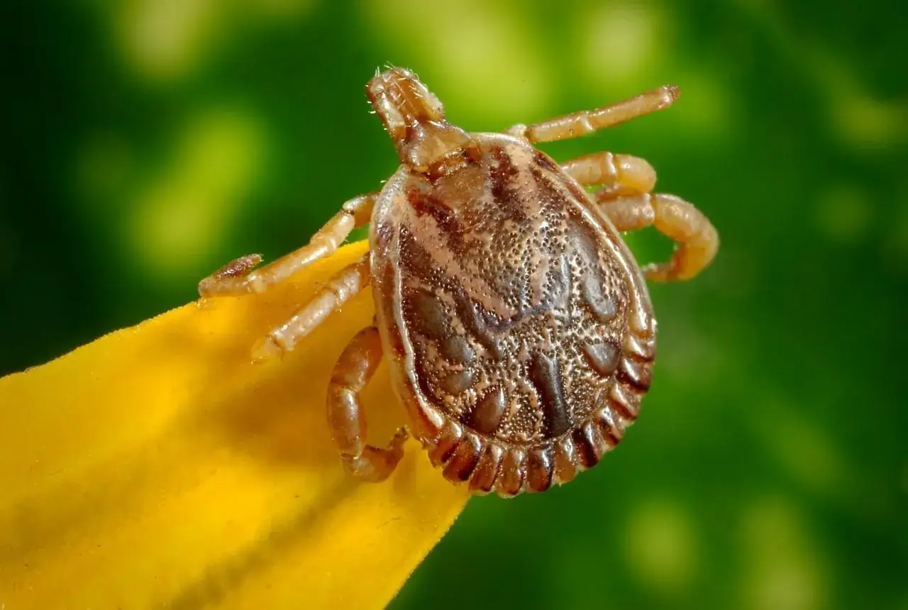 czystek dla psa na kleszcze