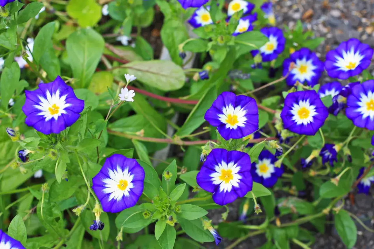 Un parterre de belles de jour fleur, aux pétales bleus vifs et au cœur jaune éclatant, s'épanouit sous le soleil.