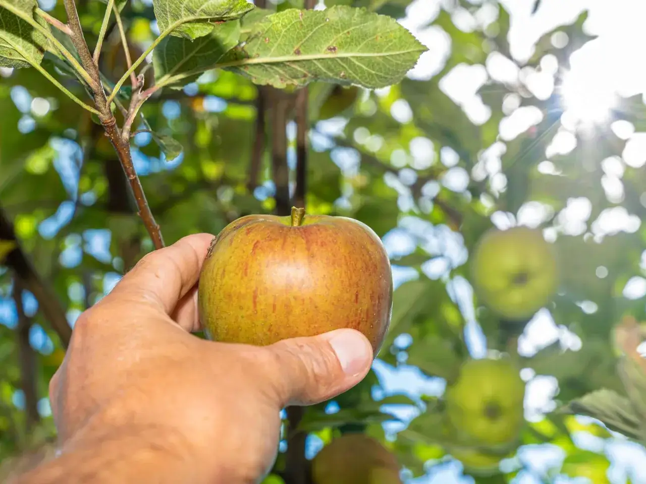 Hand pflückt einen reifen Apfel vom Baum. Die Sonne scheint durch die Blätter. Wann ist Apfelernte? Jetzt!