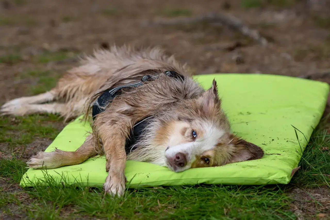 Ein m&uuml;der Australian Shepherd mit einem blauen und einem braunen Auge liegt auf einer gr&uuml;nen Matte. Endlich lernt er, Ruhe zu beibringen.