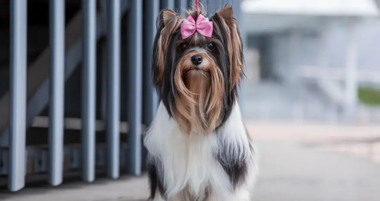 Uroczy york terrier biewer z r&oacute;żową kokardką na głowie, siedzący przed metalową kratą.