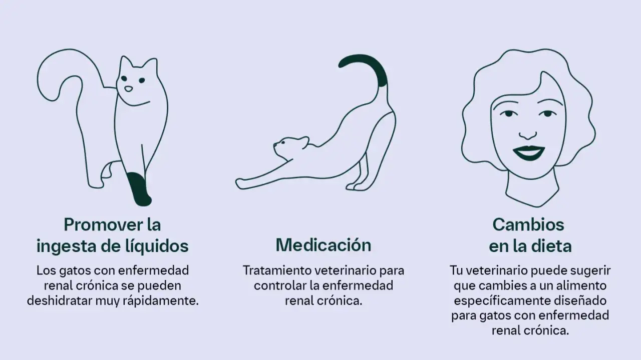Ilustraciones de gatos y una persona, detallando cómo manejar enfermedades de los gatos: hidratación, medicación y dieta.