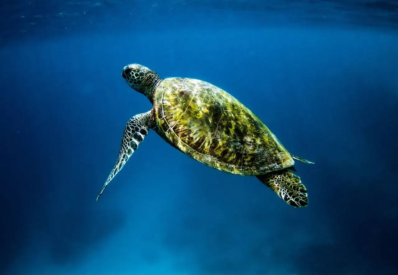 Una tortuga marina nada en aguas azules profundas. Es como soñar con tortugas, una visión pacífica y majestuosa.