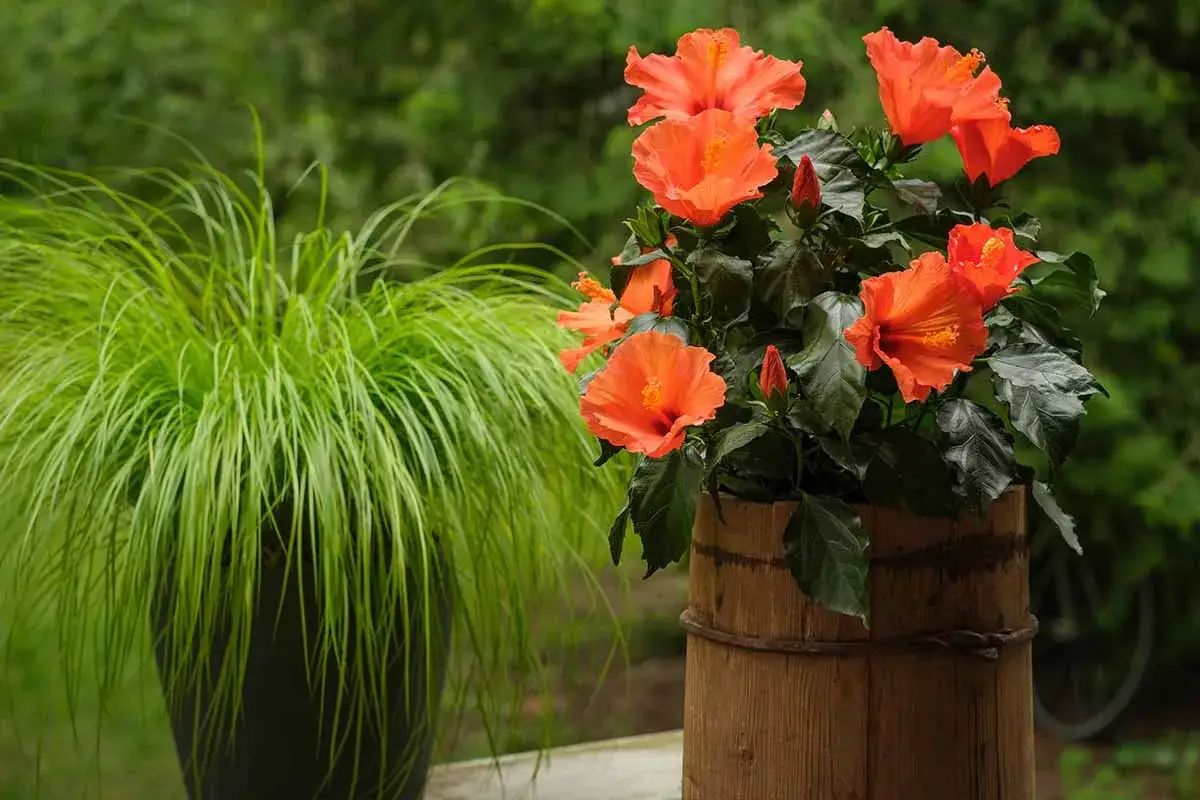 Un magnifique hibiscus orange prêt à être planté dans son pot en bois rustique, à côté d'une touffe d'herbe verte luxuriante.