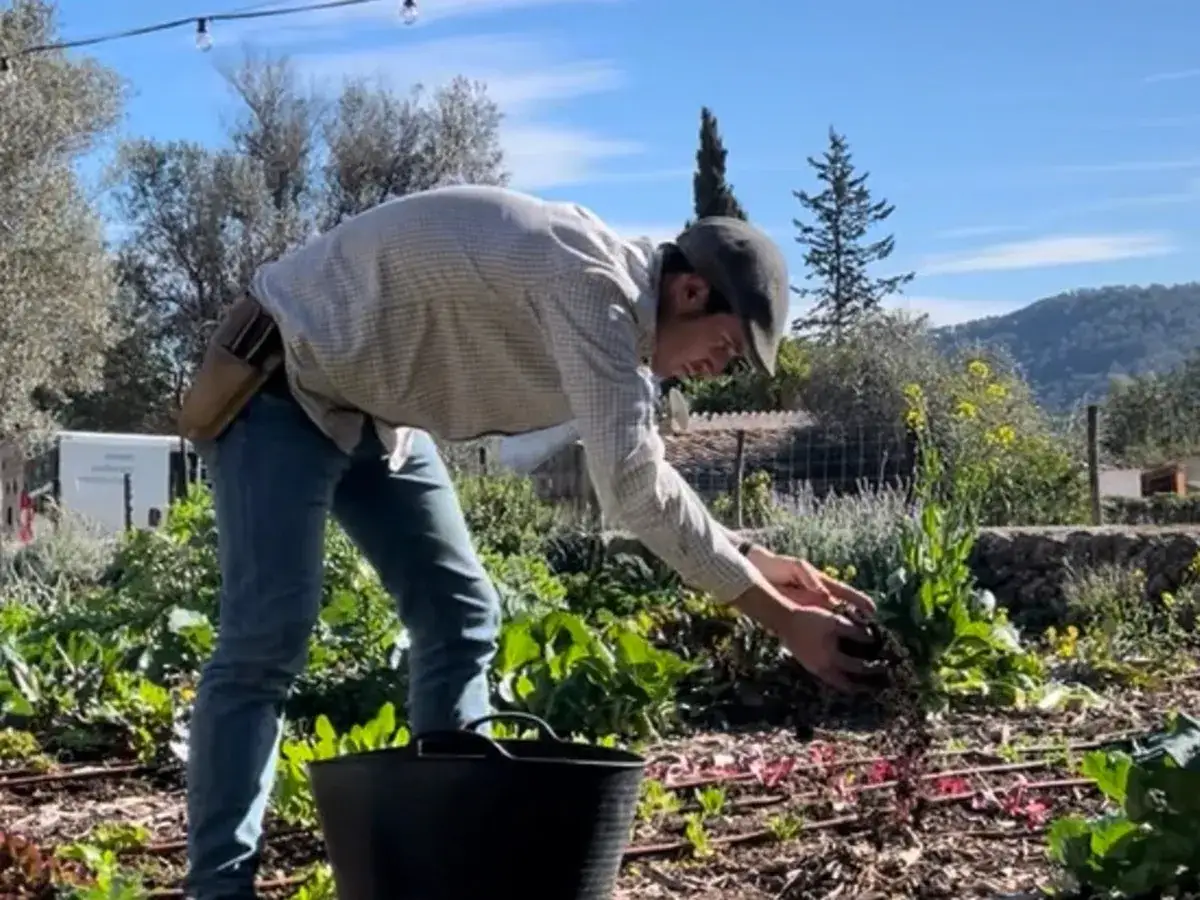 Hombre trabajando en la tierra de huertos, cosechando plantas.