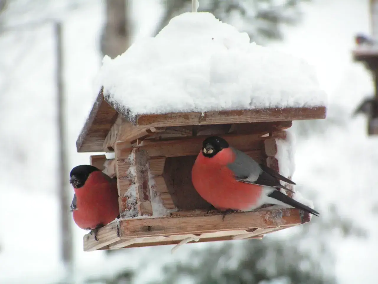 Tv&aring; domherrar njuter av domherre mat i ett sn&ouml;t&auml;ckt f&aring;gelhus.