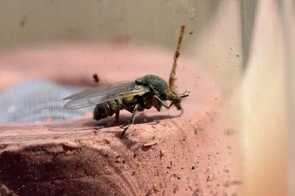 Una mosca negra plaga, con alas transl&uacute;cidas y cuerpo oscuro, se posa sobre una superficie rojiza.