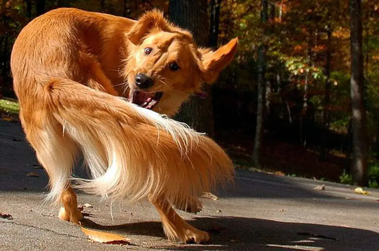 Perro hiperactivo persiguiendo su cola en un bosque otoñal, con una expresión de pura diversión y energía.