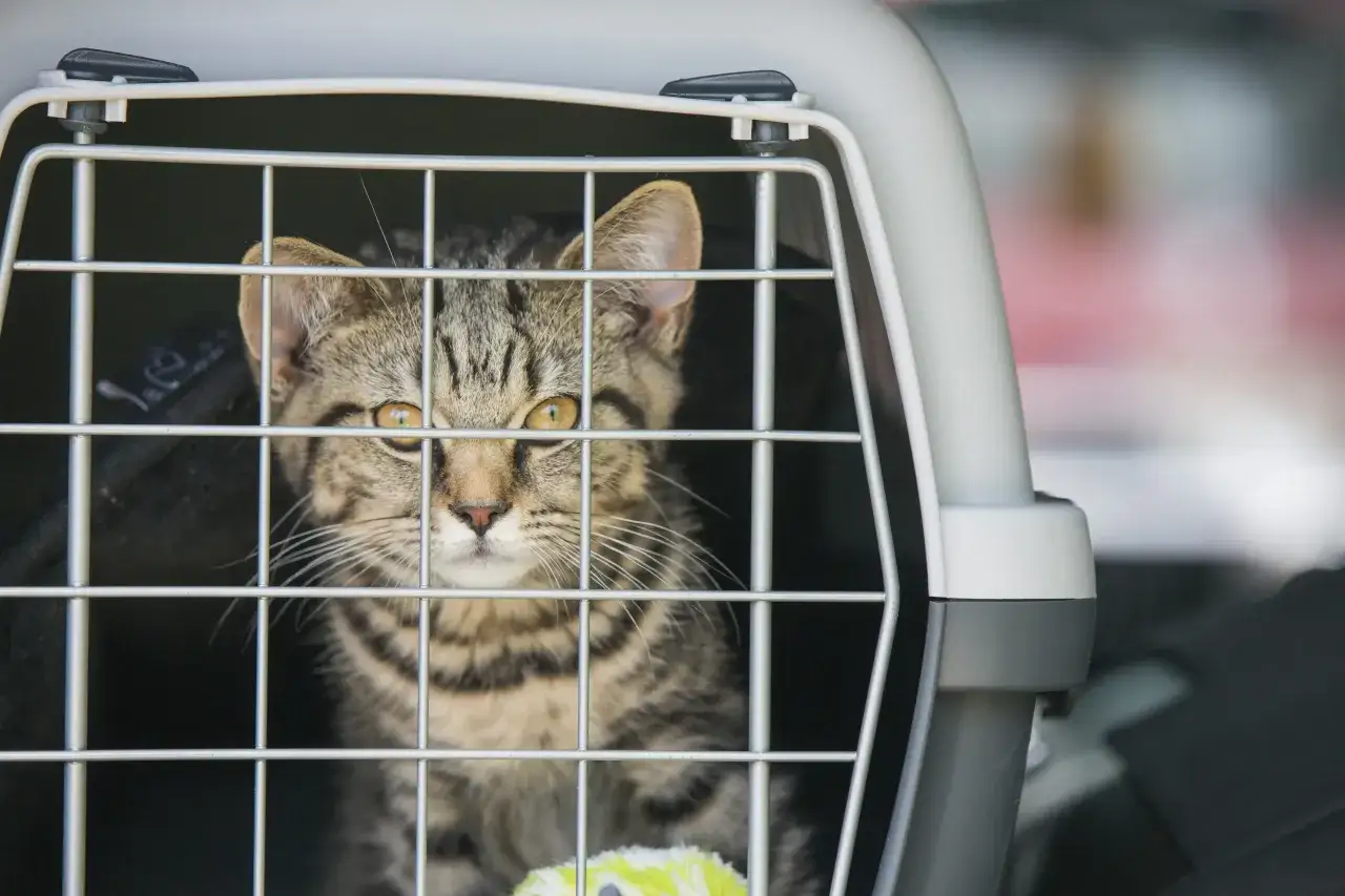 Un chat tigré regarde par les barreaux de sa caisse de transport, prêt pour un transport voiture longue distance.