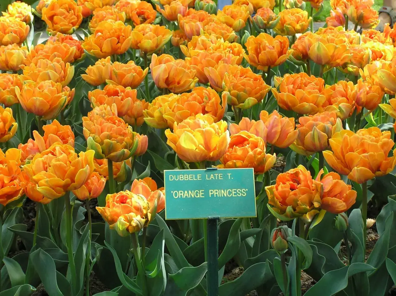 Mnóstwo pomarańczowych kwiatów, tulipany 'Orange Princess', tworzą barwny dywan.