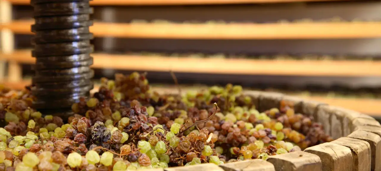 Uva appassita in un tino, pronta per la vinificazione del vino santo trentino.