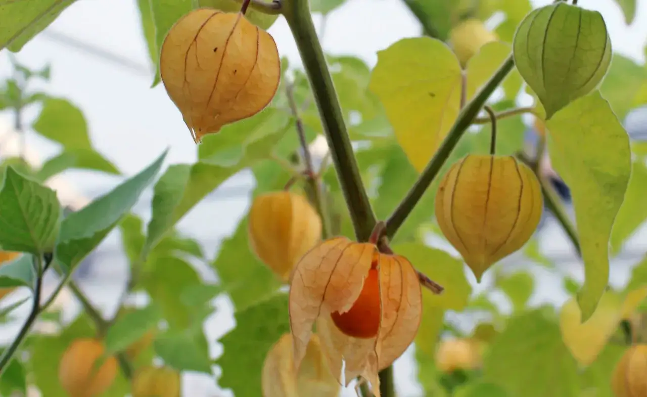 Reife Physalis-Fr&uuml;chte h&auml;ngen an einem Ast, umgeben von gr&uuml;nen Bl&auml;ttern. Die papierartigen H&uuml;llen der Physalis-Pflanze sind teilweise ge&ouml;ffnet und enth&uuml;llen die orangefarbene Frucht im Inneren.