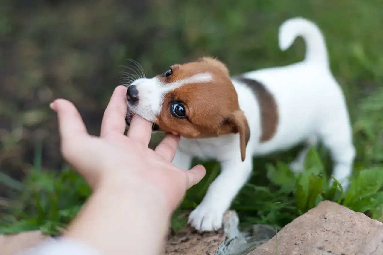 Szczeniak Jack Russell Terrier gryzie palec, co jest typowym zachowaniem, gdy uczymy go, jak oduczyć szczeniaka gryzienia.