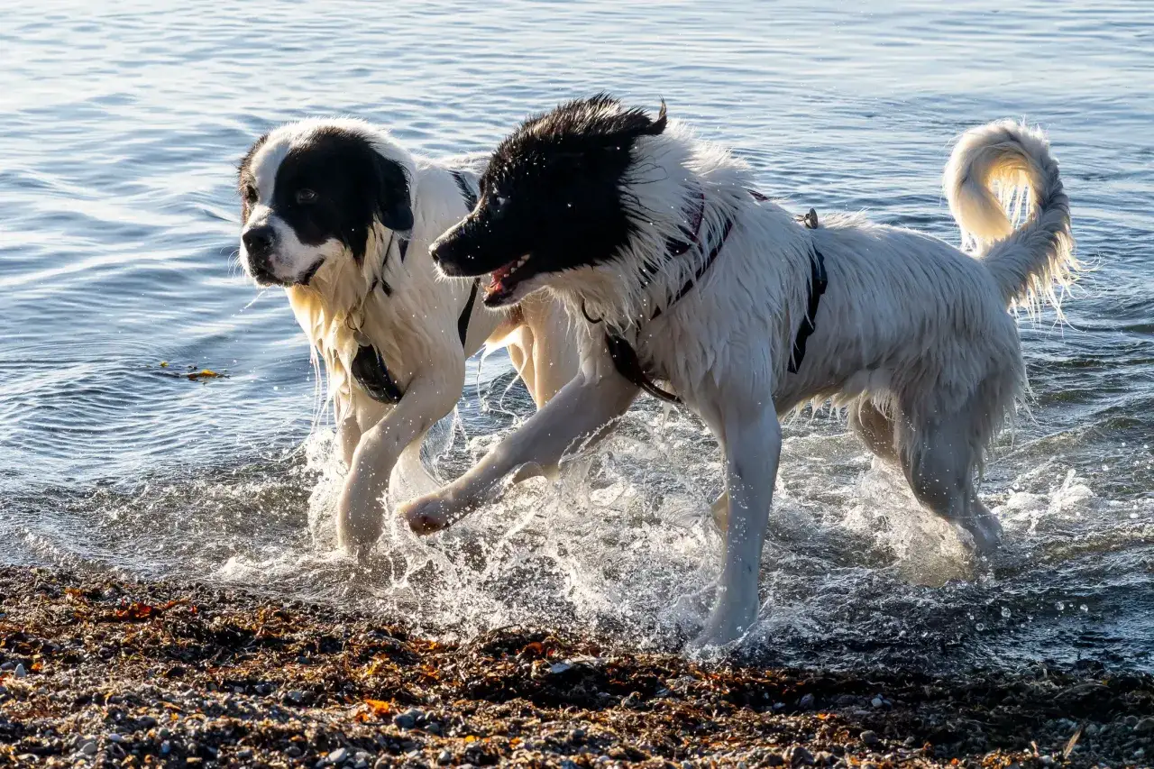 Zwei Landseer-Hunde planschen im Wasser. Ihr freundlicher Landseer Charakter zeigt sich in ihrer Spielfreude am Strand.