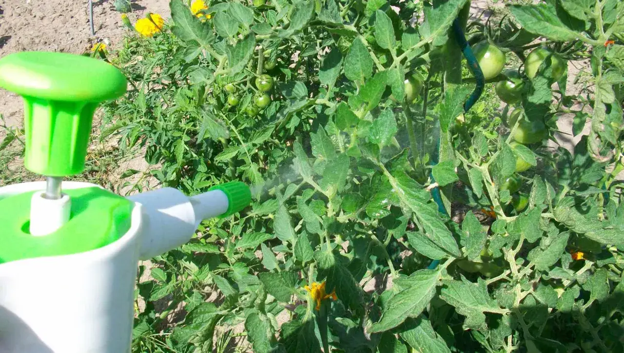 Un pulvérisateur diffuse une fine brume sur des plants de tomates verts, peut-être du bicarbonate de soude pour les protéger.